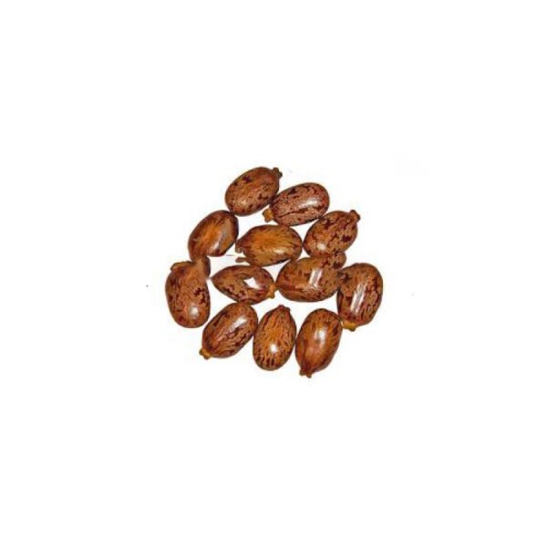 Castor Bean (Tukhme Arandi) <br> تخم ارنڈی